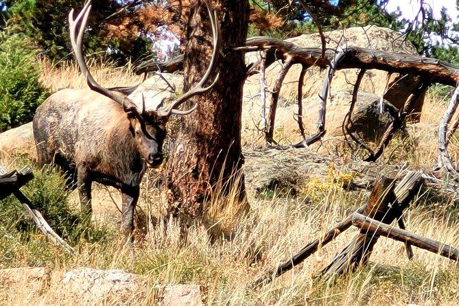 Private Birding Hike in Rocky Mountain National Park - Meeting and Pickup Options