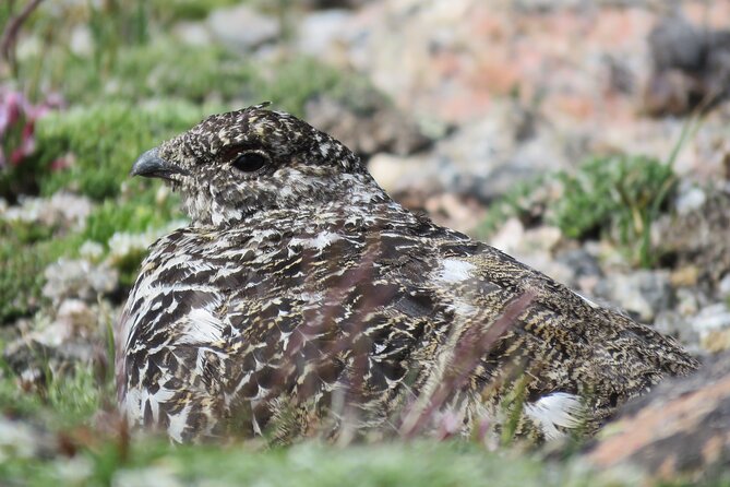 Private Birding Hike in Rocky Mountain National Park - Cancellation and Weather Policies