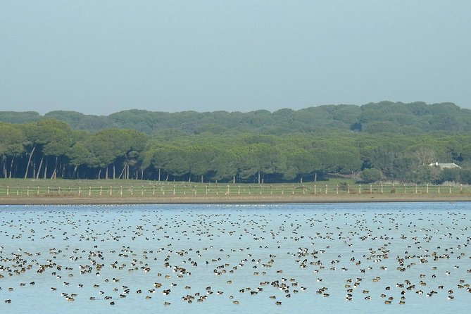 Private Birding & Photography Day Trip to Doñana - Inclusions and Exclusions