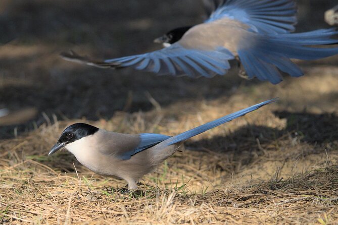 Private Birding & Photography Day Trip to Doñana - Additional Information