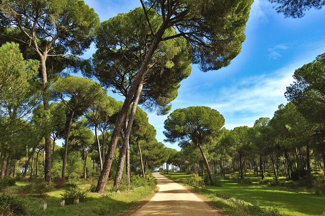 Private Birding & Photography Day Trip to Doñana - Booking and Availability