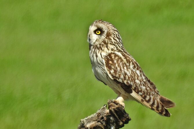 Private Birding & Photography Day Trip to Doñana - Suitability and Accessibility