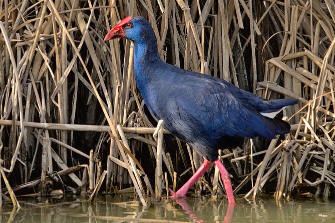 Private Birding & Photography Day Trip to Doñana - Exploring the Natural Wonders