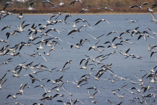 Private Birding Tour in Albania - Experience for Birdwatching Enthusiasts