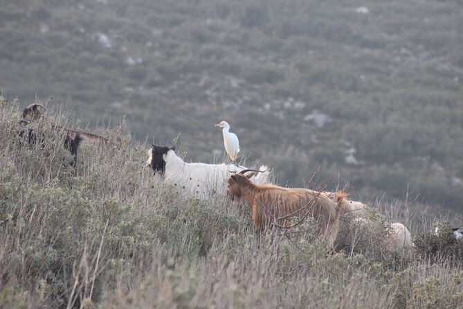 Private Birding Tour in Albania - Expert-Led Birding Expedition