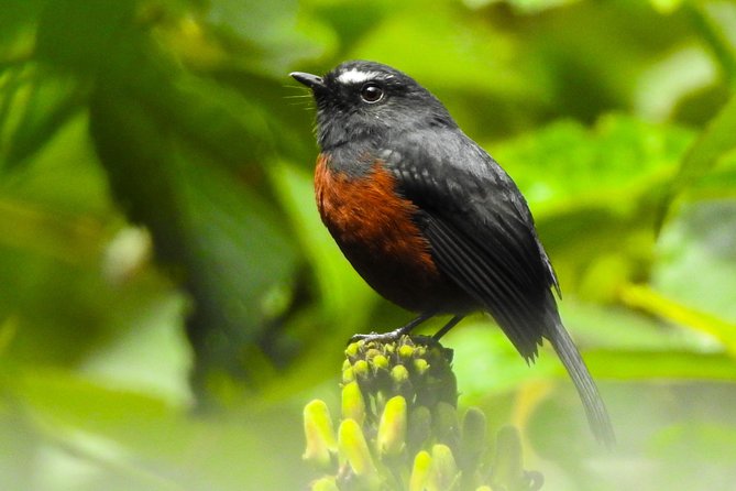 Private Birding Tour in Mindo Cloud-Forest + Middle of the World - Tour Details