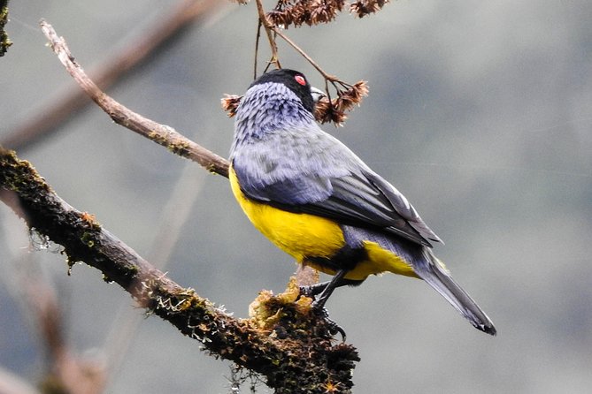 Private Birding Tour in Mindo Cloud-Forest + Middle of the World - Witnessing Andean Cock of the Rock