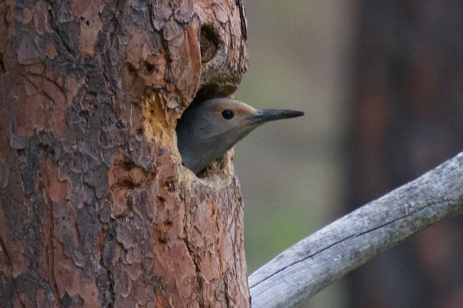 Private Birdwatching Activity in Penticton - Booking Confirmation and Availability