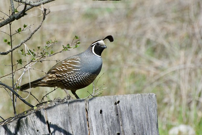 Private Birdwatching Activity in Penticton - Accessibility and Medical Conditions