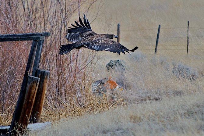 Private Birdwatching Activity in Penticton - Cancellation Policy
