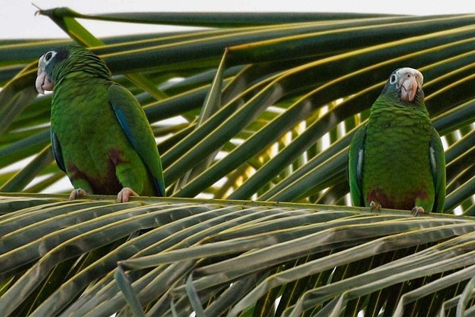 Private Birdwatching in Los Haitises National Park - Exploring the Diverse Birdlife