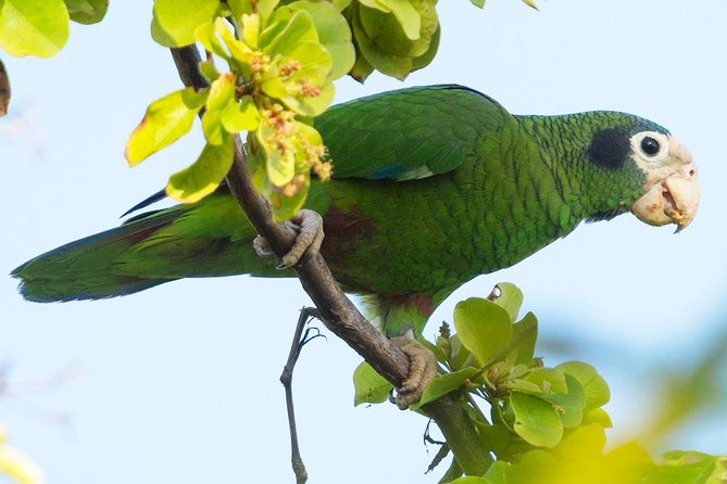 Private Birdwatching in Los Haitises National Park - Highlights of the National Park