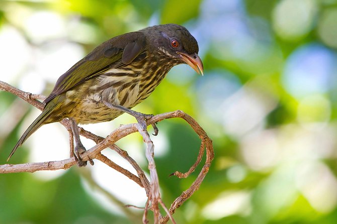 Private Birdwatching in Los Haitises National Park - Preparing for the Birdwatching Tour