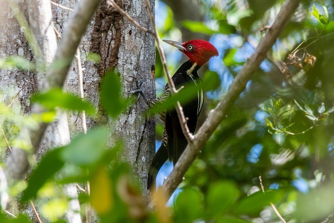 Private Birdwatching Tour in Sian Kaan Muyil - Birdwatching Opportunities