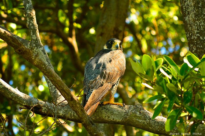 Private Birdwatching Tour in Sian Kaan Muyil - Tour Pricing and Booking
