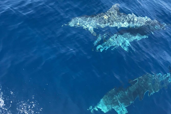 Private Blue Cave and Hvar - 5 Islands Tour - Tour Duration