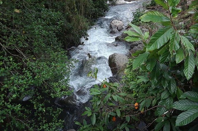 Private Blue Mountain tour from Ocho Rios - Authentic Experiences: What Travelers Say