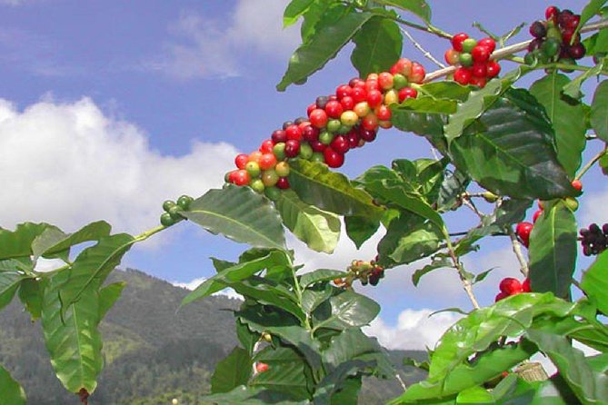Private Blue Mountain Tour From Ocho Rios - Operator and Price Information