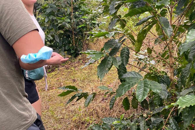 Private Blue Mountain Tour From Ocho Rios - Positive Traveler Experiences