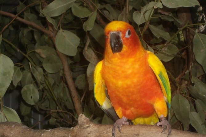 PRIVATE Blue Mountains 1 Day Tour With Wildlife Park & River Cruise - Kangaroos and Koalas