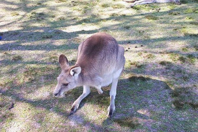 Private Blue Mountains Tour With Kangaroo and Koala Experience - Meeting and Pickup Details