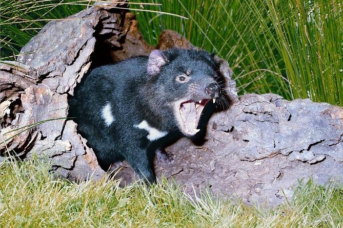 Private Blue Mountains Tour With Kangaroo and Koala Experience - Customer Reviews