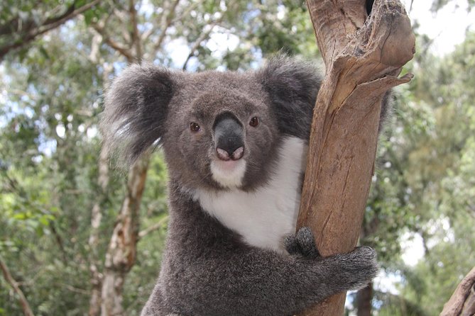Private Blue Mountains Tour With Kangaroo and Koala Experience - Additional Information