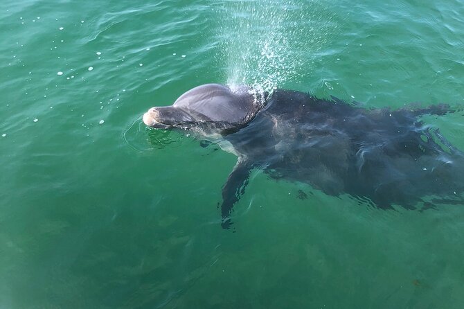 Private Boat and Dolphin Watching in Florida - Overview