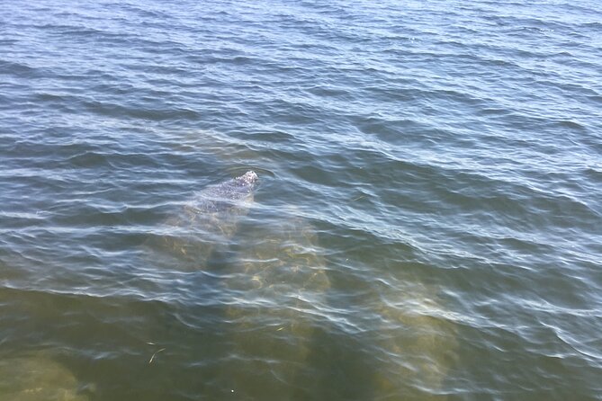 Private Boat and Dolphin Watching in Florida - Pickup Information