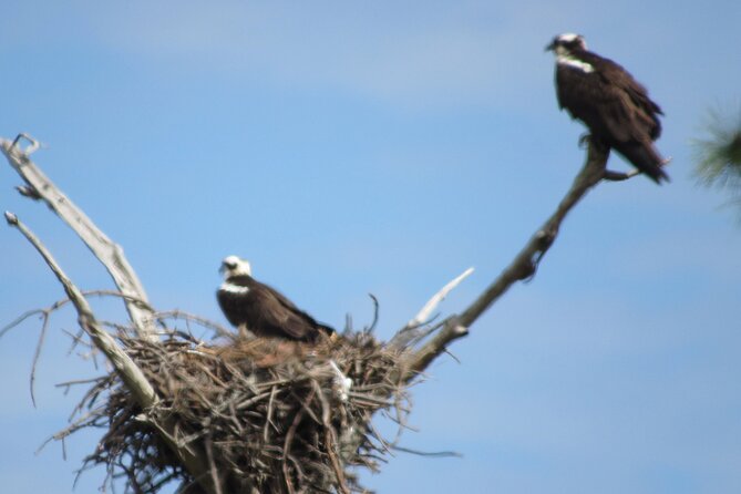 Private Boat and Dolphin Watching in Florida - Experience Highlights
