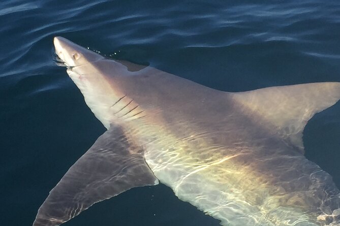 Private Boat and Dolphin Watching in Florida - Location and Operator