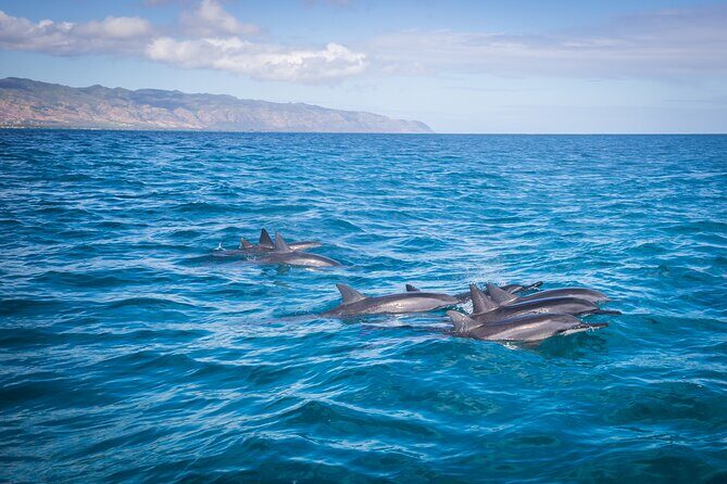 Private Boat Charter North Shore Oahu - Introduction: Why consider the Private Boat Charter North Shore Oahu?