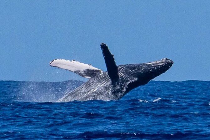 Private Boat Charter North Shore Oahu - What to expect during the tour