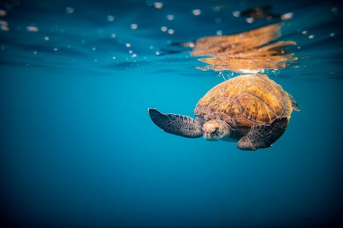 Private Boat Charter North Shore Oahu - Authentic experiences from reviews