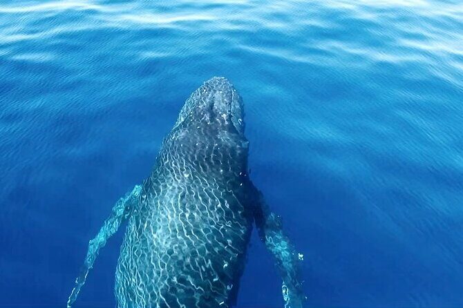 Private Boat Charter North Shore Oahu - Practical details: transportation, timing, and group size