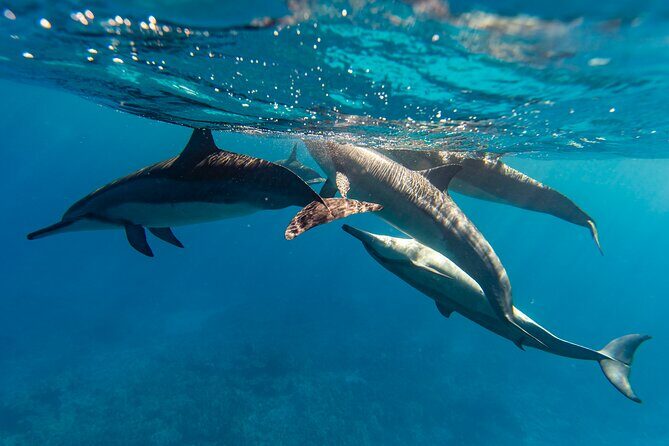 Private Boat Charter North Shore Oahu - Who should consider this tour?