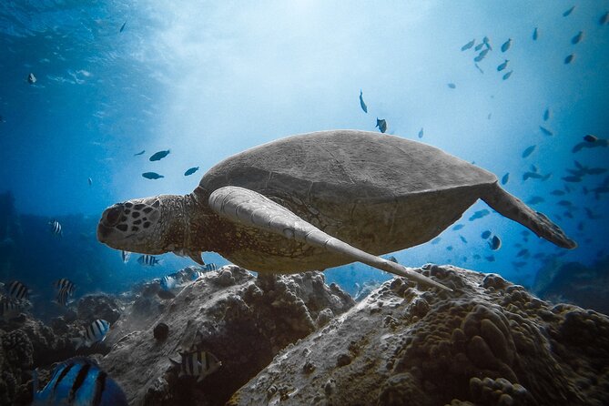 Private Boat Cruise of Waikiki! Snorkel, Sightseeing, Sea Life! - Included Amenities