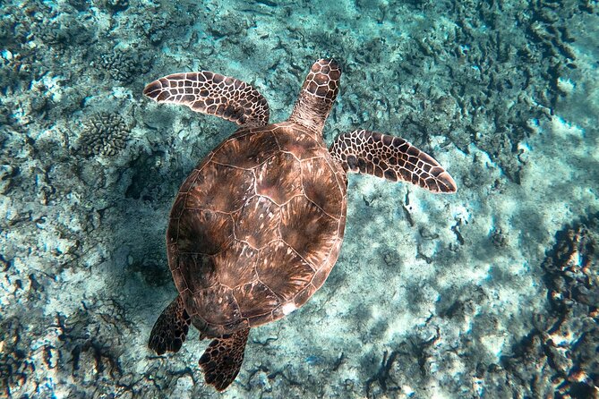 Private Boat Cruise of Waikiki! Snorkel, Sightseeing, Sea Life! - Accessibility and Participation Guidelines