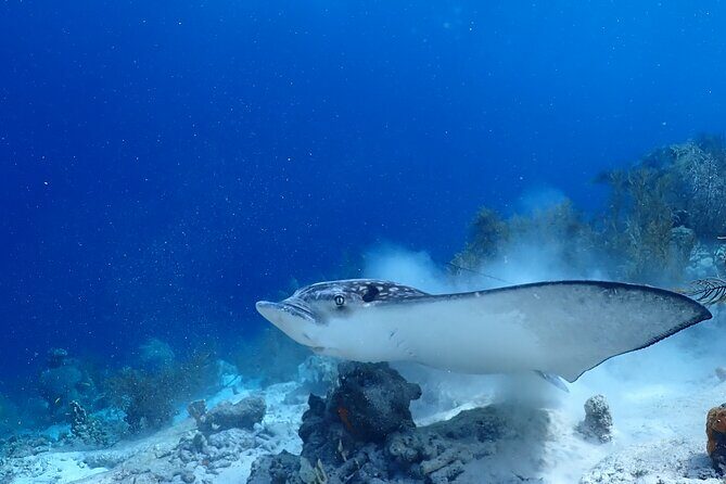 private Boat Dive charter with local guide and all Equipment - Who Should Book This Tour?