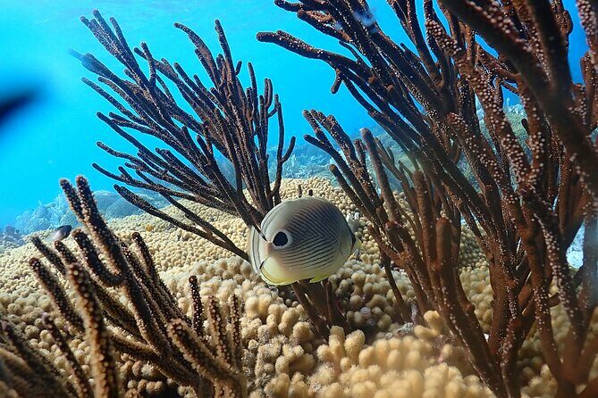 private Boat Dive charter with local guide and all Equipment - The Sum Up