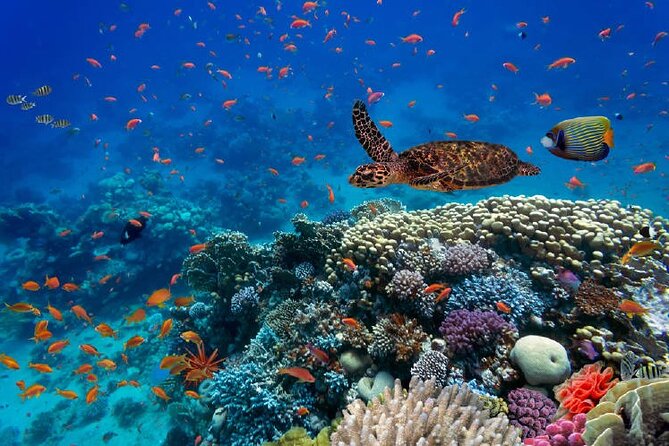 Private Boat Snorkeling and Swim With Shark and Stingray - Safety Guidelines