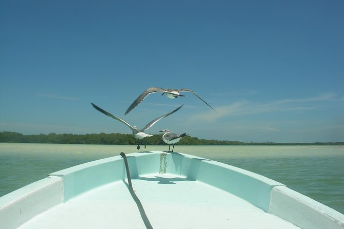 Private Boat to Visit Holbox Surroundings (3-Island Tour) - Reviews and Recommendations