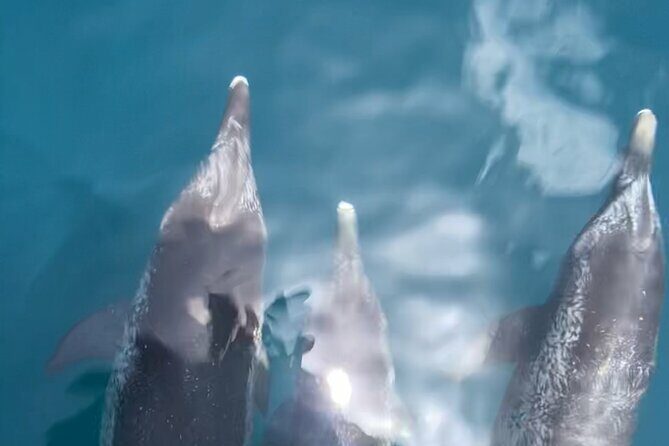 Private Boat Tour Dolphins Sunsets Shell Island and Snorkeling - Who Will Love This Tour?