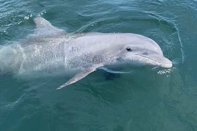 Private Boat Tour Dolphins Sunsets Shell Island and Snorkeling - The Sum Up