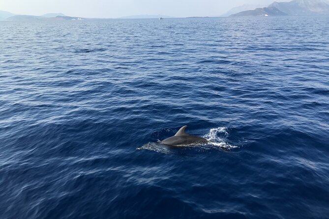 Private Boat Tour From La Spezia to Portovenere and Palmaria Islands Tino Tinetto - Transportation