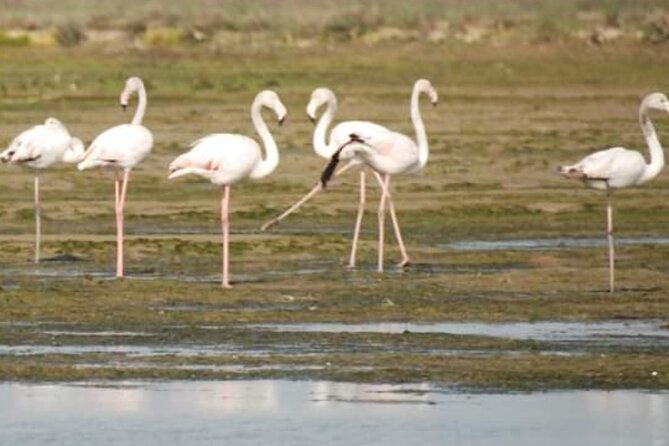 Private Boat Tour to Murano, Burano, Torcello - Logistics