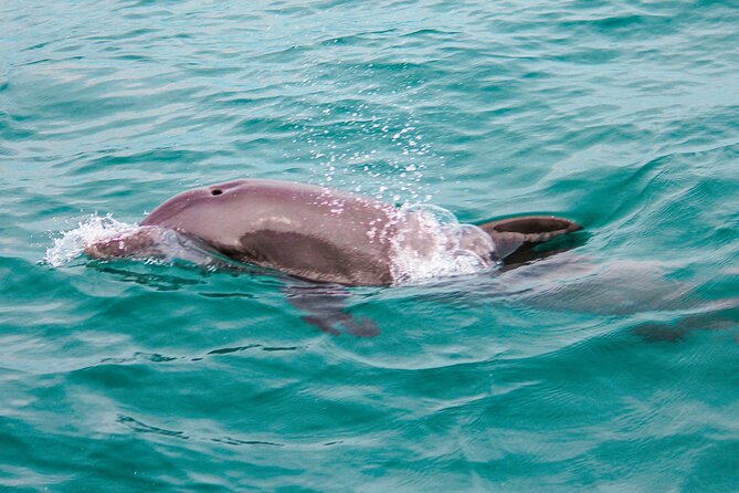 Private Boat Tour With Dolphin Spotting and Snorkelling From Phuket - Included in the Tour