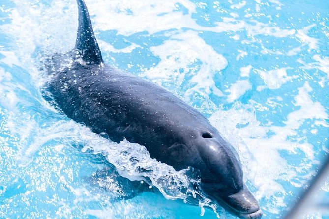 Private Boat Tours to Outer Islands, Snacks Drinks- Snorkel- Cruise! - Tour Overview