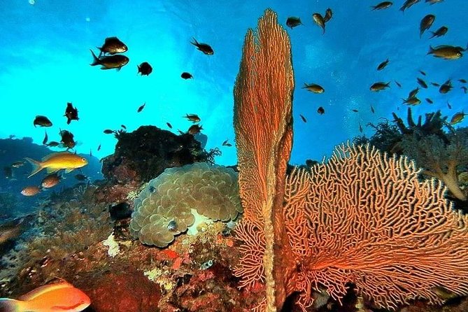 Private Boat Trip Komodo 2 or More Person for 3 Days 2 Nights, Kelor, Rinca... - Booking and Logistics