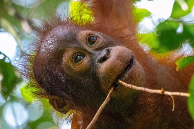 Private Borneo River Cruise and Orangutan Watching 4D3N - Meeting and Pickup